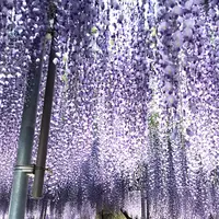 あしかがフラワーパークの写真・動画_image_238042