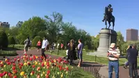 Boston Public Gardenの写真・動画_image_238627