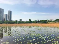 不忍池の写真・動画_image_239033