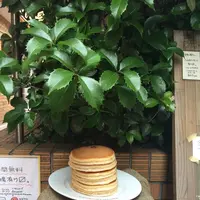 ホットケーキ つるばみ舎の写真・動画_image_239474