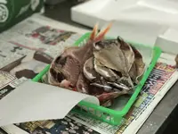 魚浅の写真・動画_image_239893
