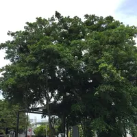 名護 ひんぷんガジュマルの写真・動画_image_239912