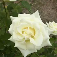 花フェスタ記念公園の写真・動画_image_240397