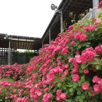 花フェスタ記念公園の写真・動画_image_240398