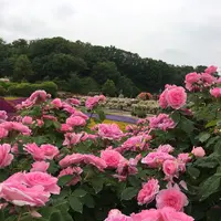 花フェスタ記念公園の写真・動画_image_240490