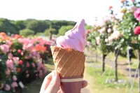 京成バラ園の写真・動画_image_240553