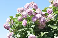 京成バラ園の写真・動画_image_240556