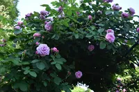 京成バラ園の写真・動画_image_240557