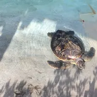 新江ノ島水族館の写真・動画_image_240888
