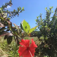 宮古島東急リゾートの写真・動画_image_241311