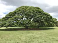 モアナルア・ガーデンズの写真・動画_image_241837