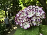 明月院（あじさい寺）の写真・動画_image_242254