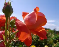 京成バラ園の写真・動画_image_242325