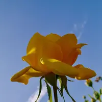 京成バラ園の写真・動画_image_242326