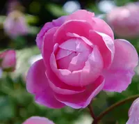 京成バラ園の写真・動画_image_242328