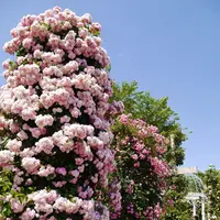 京成バラ園の写真・動画_image_242329