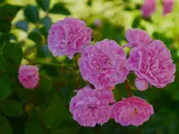 京成バラ園の写真・動画_image_242332