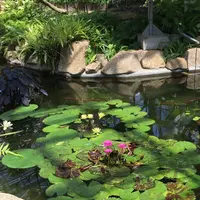神代植物公園の写真・動画_image_242387