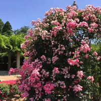 神代植物公園の写真・動画_image_242396
