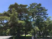 伊勢神宮外宮（豊受大神宮）の写真・動画_image_242546