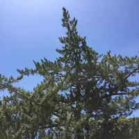 伊勢神宮外宮（豊受大神宮）の写真・動画_image_242548