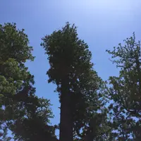 伊勢神宮外宮（豊受大神宮）の写真・動画_image_242559