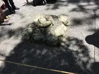伊勢神宮外宮（豊受大神宮）の写真・動画_image_242563