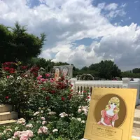 京成バラ園の写真・動画_image_242694