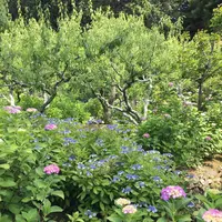 本光寺の写真・動画_image_244541