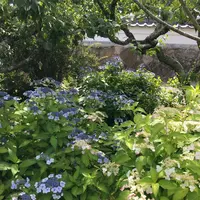 本光寺の写真・動画_image_244544