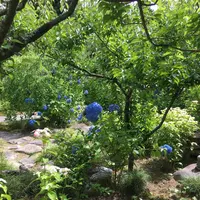 本光寺の写真・動画_image_244549