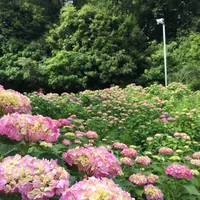 形原温泉あじさいの里の写真・動画_image_244563