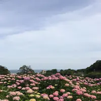 形原温泉あじさいの里の写真・動画_image_244565