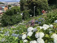 形原温泉あじさいの里の写真・動画_image_244569