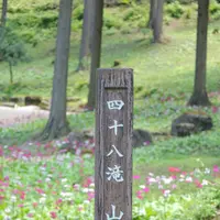 花の森四十八滝山野草花園の写真・動画_image_244575