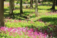 花の森四十八滝山野草花園の写真・動画_image_244577