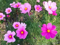 コスモスアリーナふきあげの写真・動画_image_244669