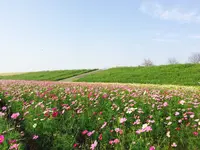 コスモスアリーナふきあげの写真・動画_image_244671
