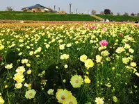 コスモスアリーナふきあげの写真・動画_image_244672