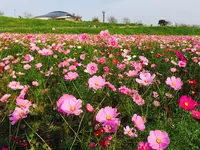 コスモスアリーナふきあげの写真・動画_image_244674