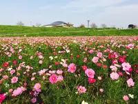 コスモスアリーナふきあげの写真・動画_image_244675