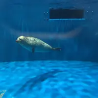 のとじま水族館　の写真・動画_image_245555