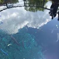 忍野八海の写真・動画_image_245726