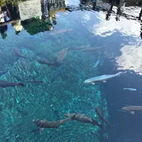 忍野八海の写真・動画_image_245727