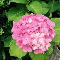 長谷寺の写真・動画_image_246075