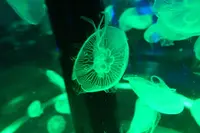 マクセル アクアパーク品川の写真・動画_image_246094