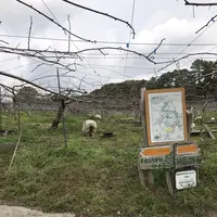 キウイフルーツ・カントリーＪＡＰＡＮの写真・動画_image_246173