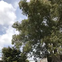 キウイフルーツ・カントリーＪＡＰＡＮの写真・動画_image_246178