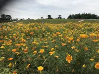 那須フラワーワールドの写真・動画_image_247482