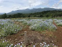 那須フラワーワールドの写真・動画_image_247484